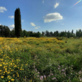 Fattoria Educativa Le Venaie -produttore di formaggi di capra del Pulmino Contadino